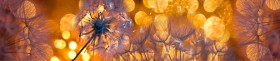Кухонный фартук Мерцание Одуванчики золотистые 3 серебро в Курагино - kuragino.katalogmebeli.com | фото